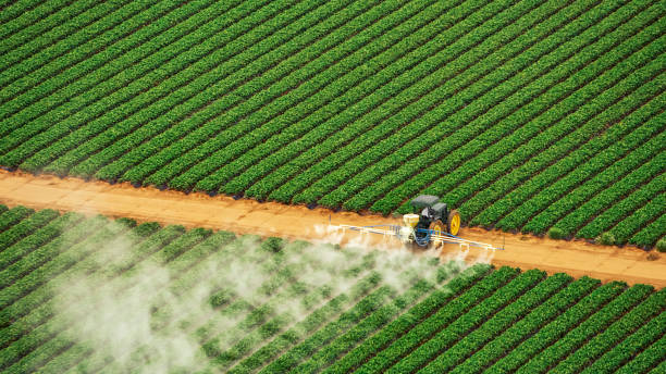 Best Termite Control Services  in Blue Grass, IA