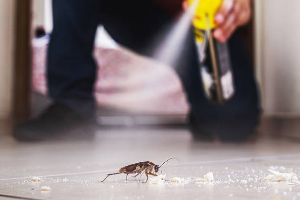 Best Wasp Removal Services  in Blue Grass, IA