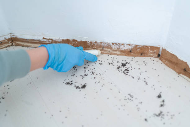 Best Pest Inspection Near Me  in Blue Grass, IA